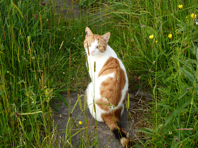 Ginger and white-coloured cat in long grass. Summer.